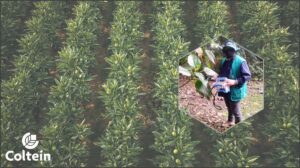 Cultivo de Persea americana (Aguacate) - Uso TARGAS-1 PPsystems