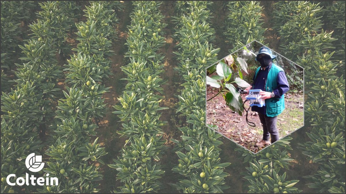 Cultivo de Persea americana (Aguacate) - Uso TARGAS-1 PPsystems