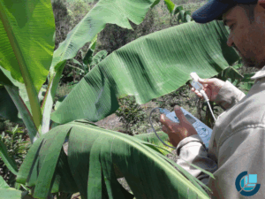 Medición en campo de conductancia estomatica de hoja con porómetro marca Meter Group