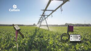 Cultivo a campo abierto con sistema de riego por aspersión